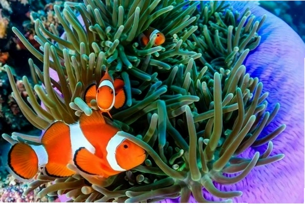 Nhiều chú cá hề Nemo bơi cùng nhau