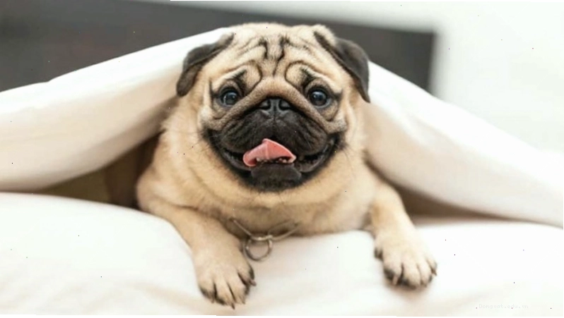 Những lưu ý cần thiết khi chăm sóc và nuôi dưỡng chó Pug