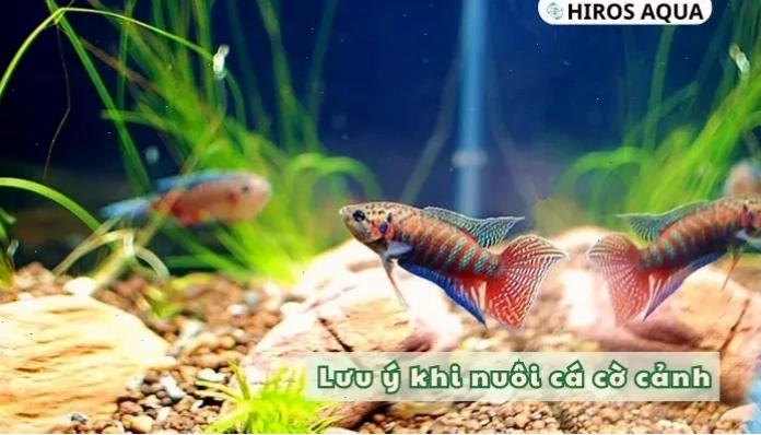 Những lưu ý quan trọng khi nuôi cá cờ cùng Hiros Aqua