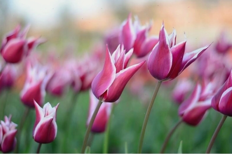 Những mẫu hình nền hoa tulip ấn tượng