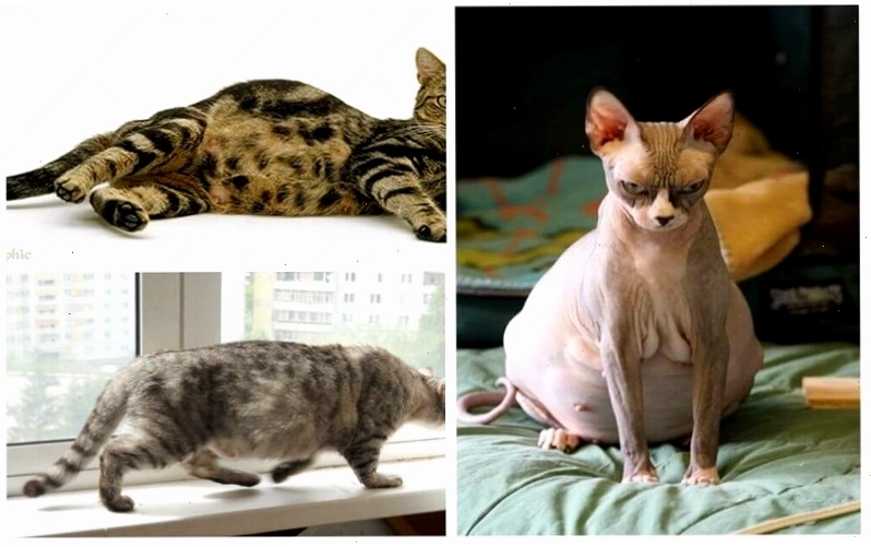 Núm vú của mèo cái thay đổi màu sắc, trở nên hồng hào hơn là dấu hiệu mang thai