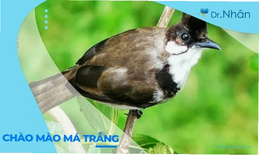 Nuôi chào mào má trắng cần chú trọng dinh dưỡng để bộ lông lên màu đẹp