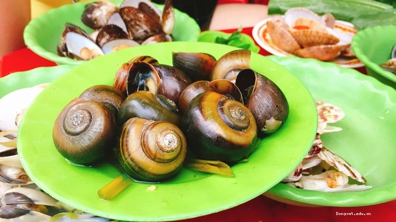 Ốc bươu vàng là nguồn thực phẩm giàu dinh dưỡng
