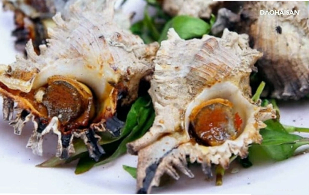 Ốc móng tay khổng lồ, loài ốc to nhất thế giới