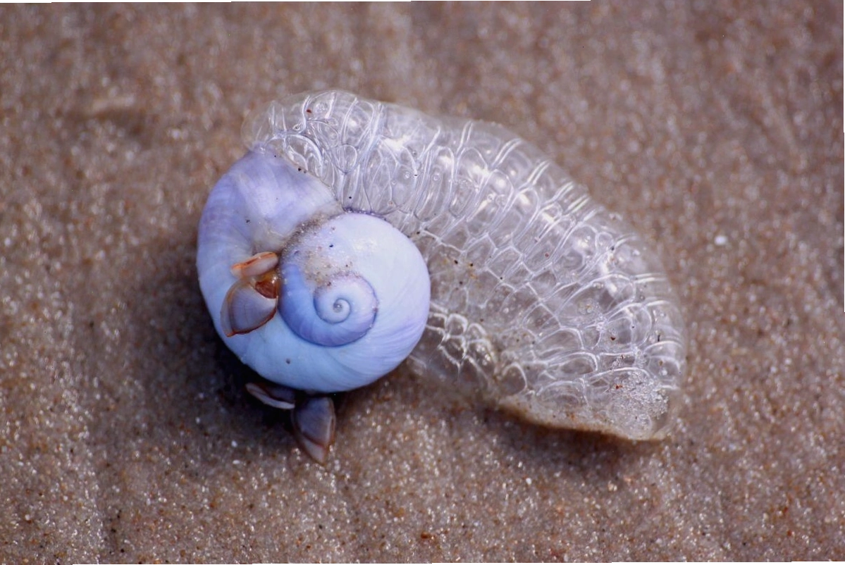 Ốc sên biển xanh Glaucus atlanticus với màu sắc rực rỡ và tua gai