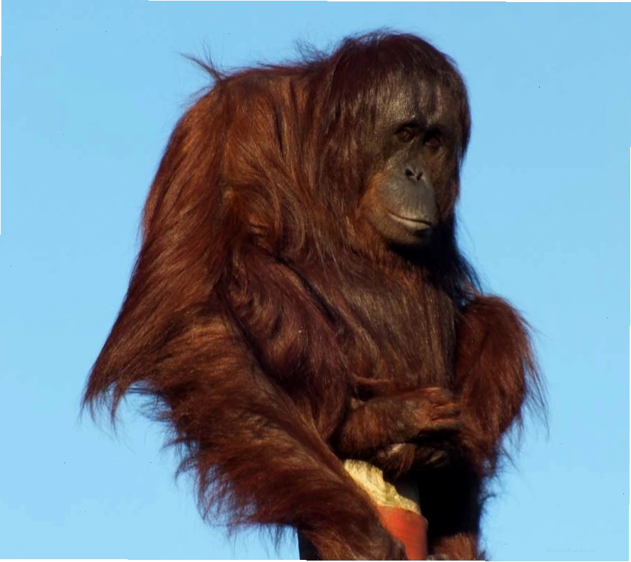 orang utan