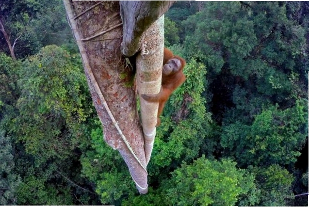 Orangutan ẩn mình trên cao trong một cái cây
