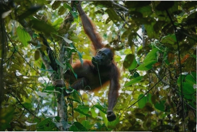 Orangutan Bornean
