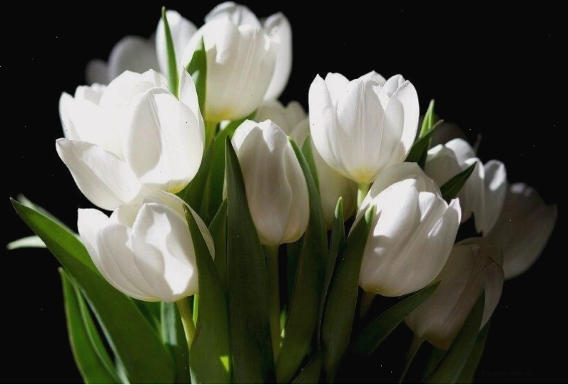 Phong cách avatar hoa tulip chill, nhẹ nhàng và thư giãn