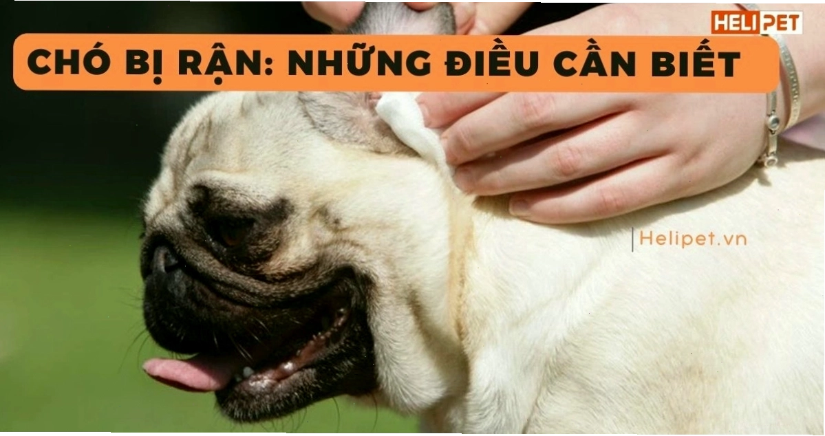 Phòng ngừa ve rận trên chó cưng