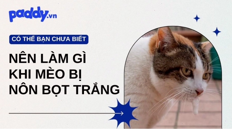 Phòng tránh và cách chữa bệnh cho mèo bị nôn bọt trắng