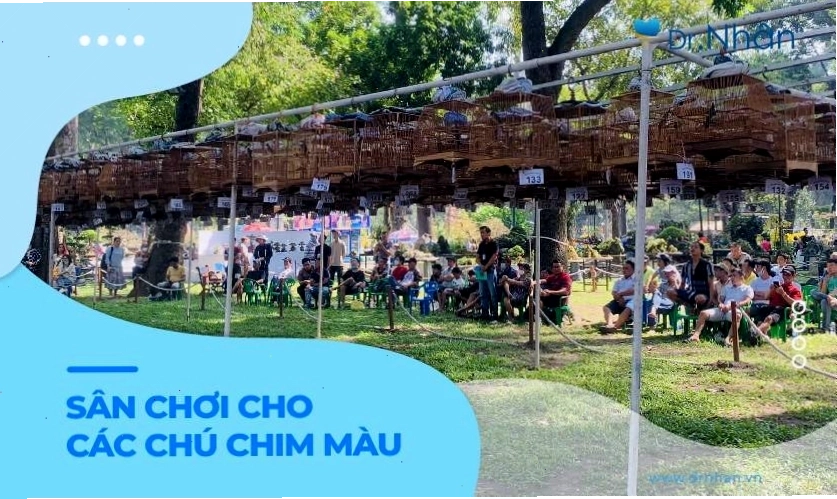 Phong trào nuôi chim chào mào đột biến ngày càng phổ biến