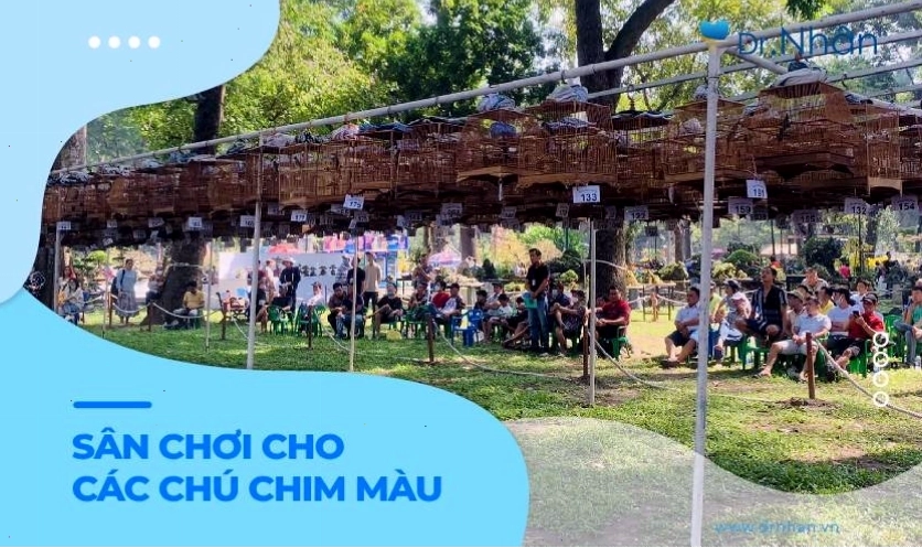 Phong trào nuôi và thi chim chào mào đột biến ngày càng phát triển