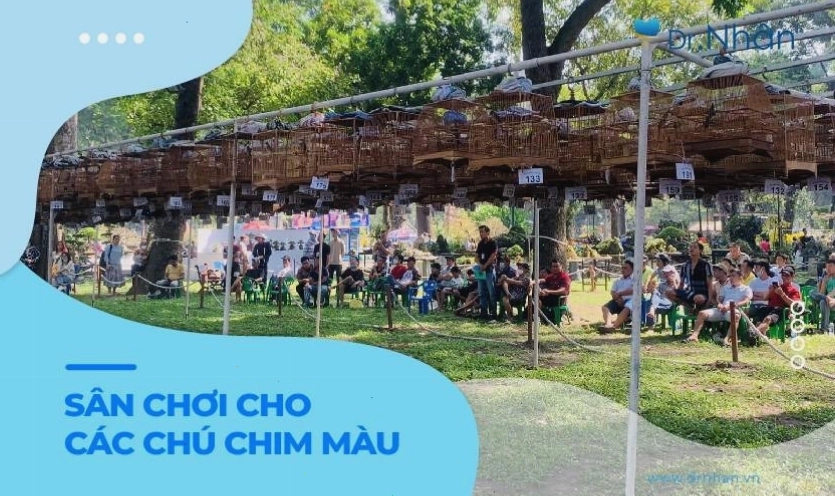 Phong trào nuôi và thi chim chào mào đột biến ngày càng phổ biến