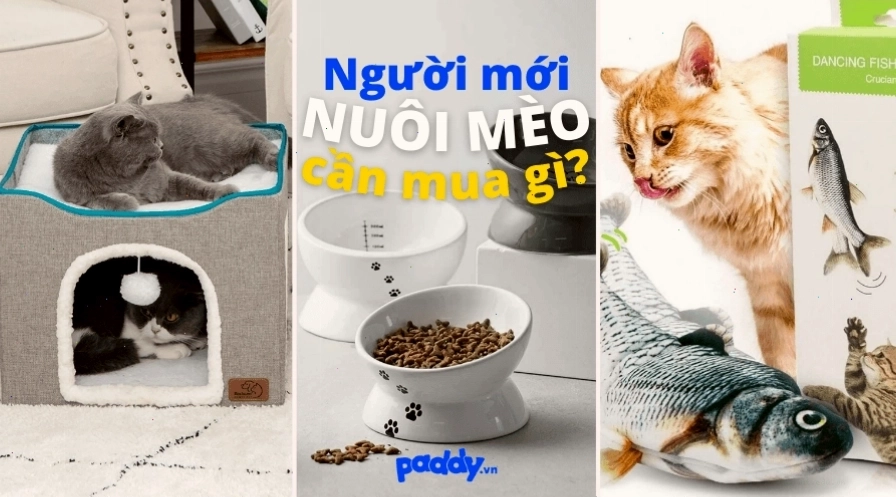 Phụ kiện cần thiết cho người mới nuôi mèo bao gồm bát ăn, trụ cào móng, và đồ chơi