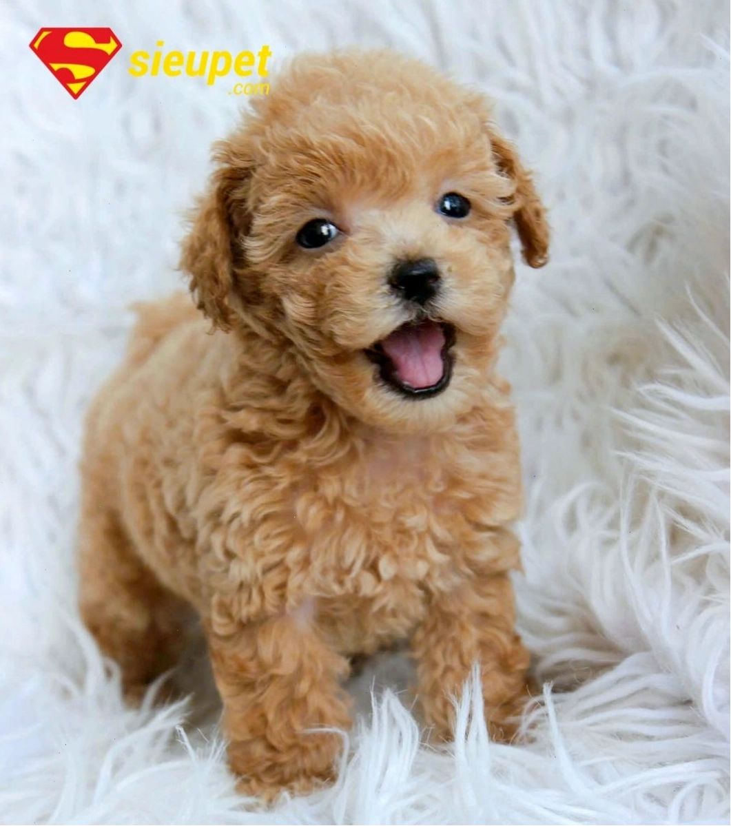 Quá trình chải lông cho chó Poodle