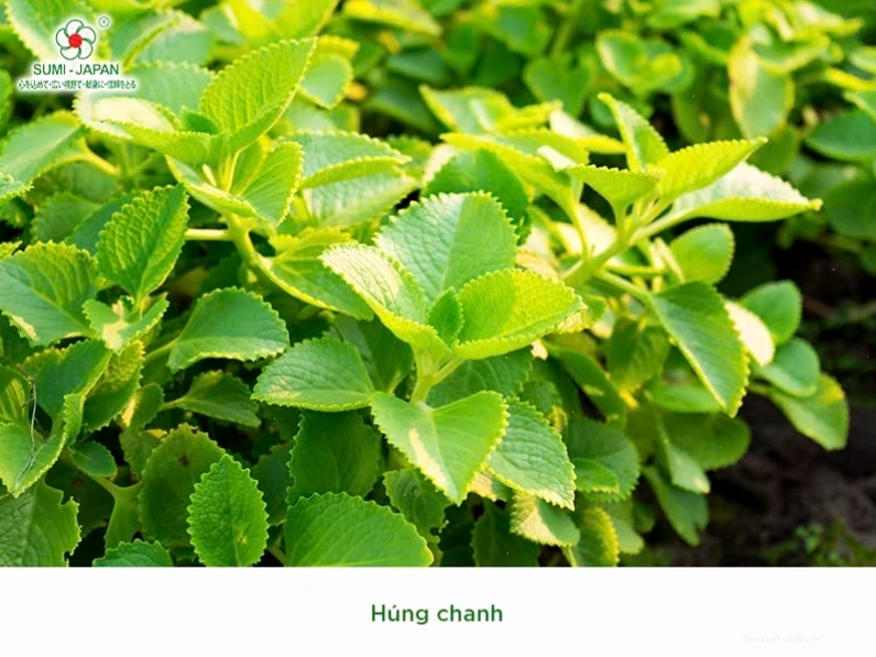 Quy trình chuẩn bị lá trầu không cho bài thuốc dân gian