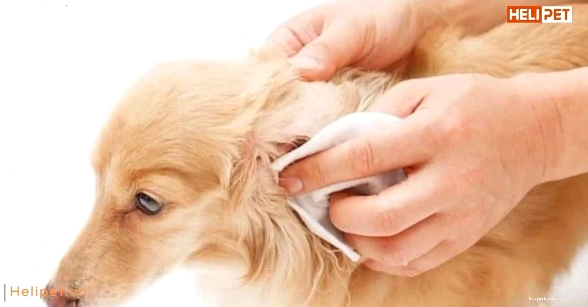 Rận chó gây ra các vấn đề sức khỏe nghiêm trọng nếu không được điều trị
