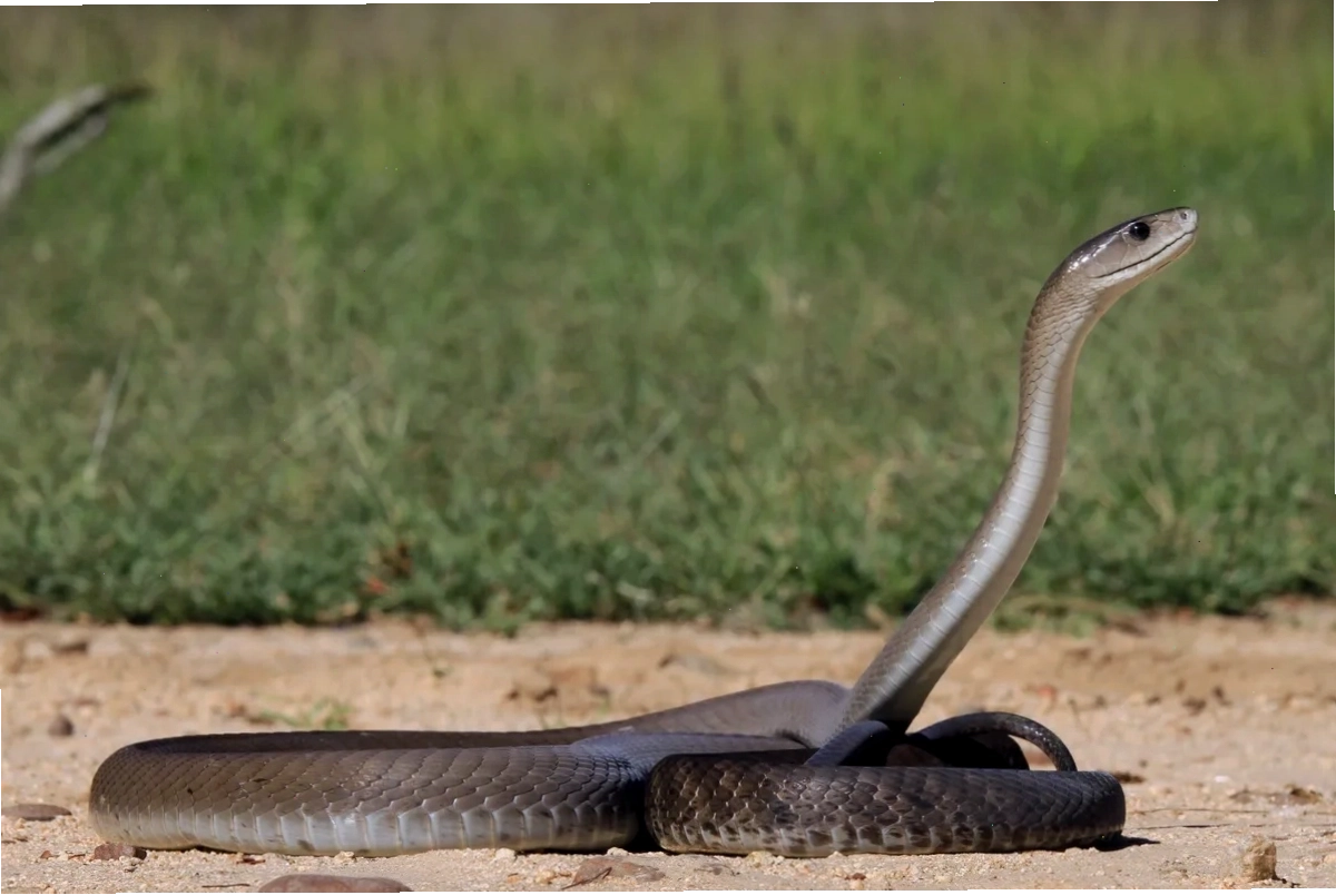 Rắn mamba đen di chuyển nhanh trên mặt đất trong môi trường tự nhiên