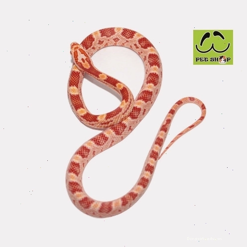 Rắn Ngô Amel cái kích thước 20-30cm