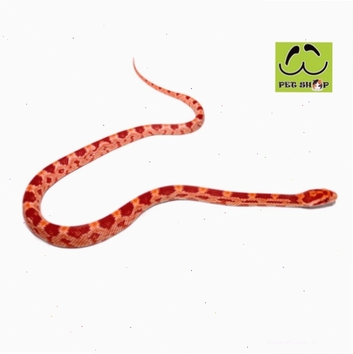 Rắn Ngô Amel đực kích thước 20-30cm