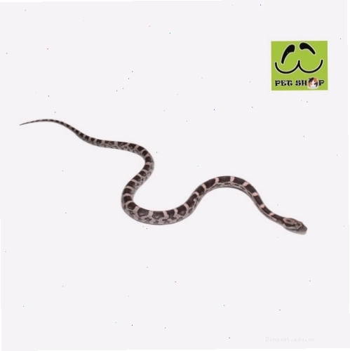 Rắn Ngô Black Pink đực kích thước 20-30cm