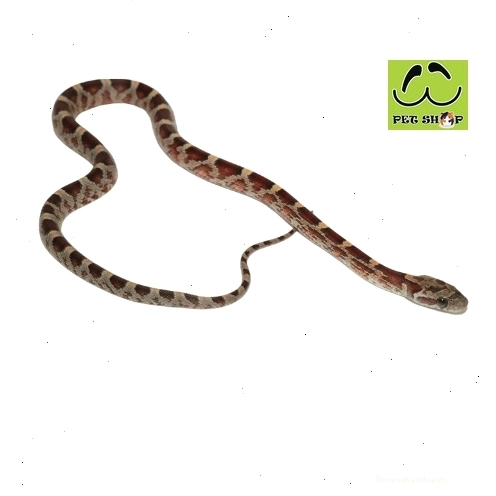 Rắn Ngô Bloodred đực kích thước 20-30cm