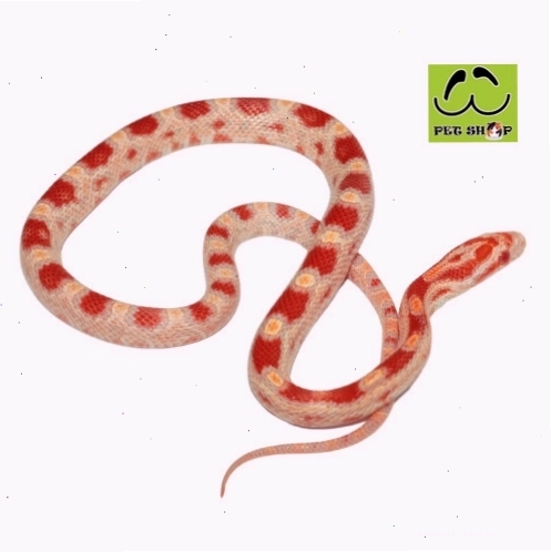 Rắn Ngô Extreme Reverse Okeetee đực kích thước 20-30cm