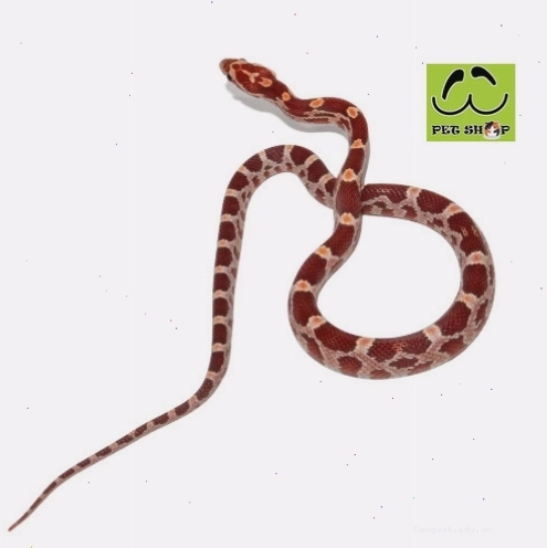 Rắn Ngô Hypo cái kích thước 20-30cm