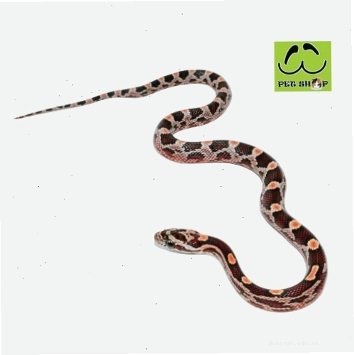 Rắn Ngô Masque cái kích thước 20-30cm