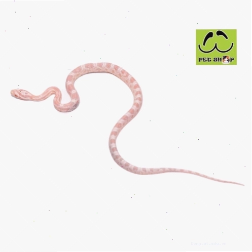 Rắn Ngô Salmon đực kích thước 20-30cm