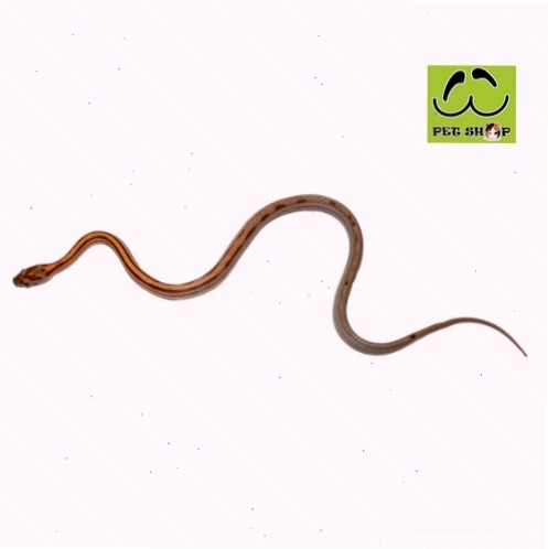 Rắn Ngô Striped đực kích thước 20-30cm