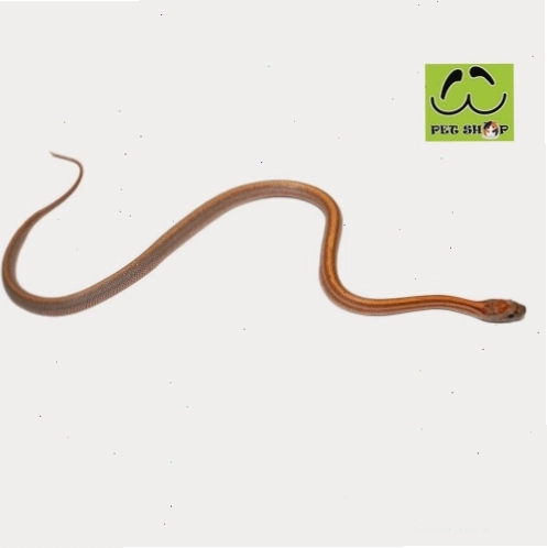 Rắn Ngô Striped Patternless đực kích thước 20-30cm