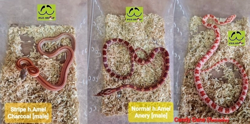 Rắn Ngô tại chi nhánh Phnom Penh - Campuchia