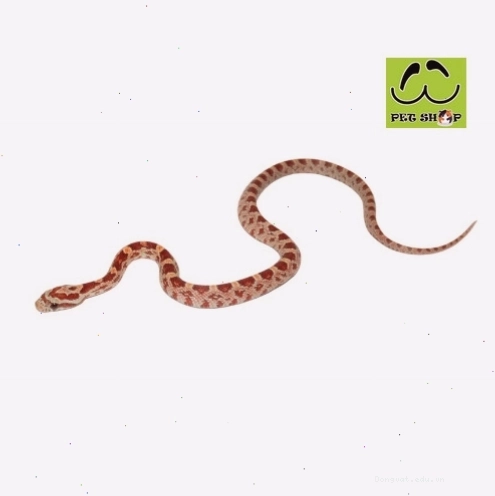Rắn Ngô Ultra đực kích thước 20-30cm