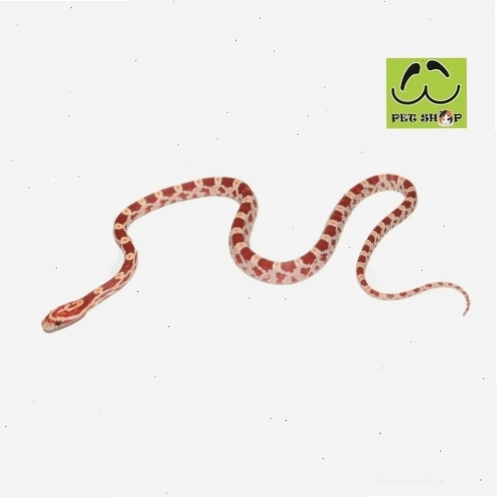 Rắn Ngô Ultramel Okeetee cái kích thước 20-30cm