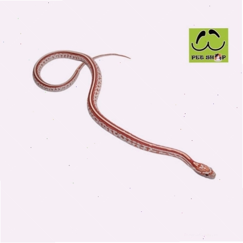 Rắn Ngô Ultramel Tessera cái kích thước 20-30cm
