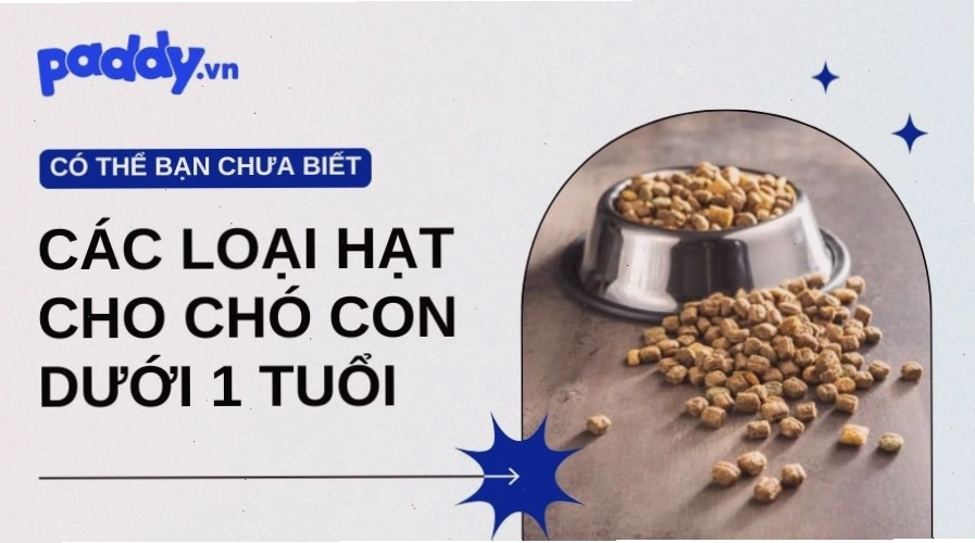 Review các loại hạt cho chó con dưới 1 tuổi và cách lựa chọn