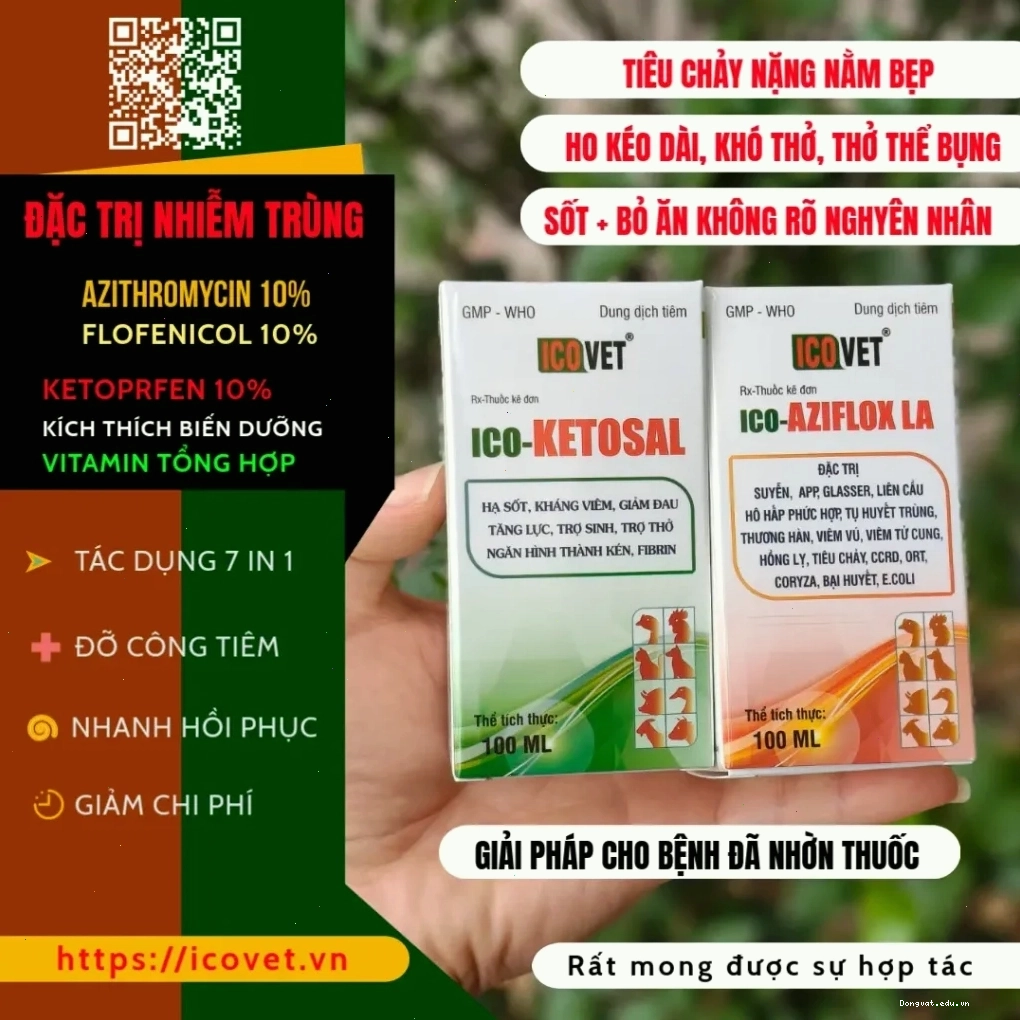 Sản phẩm ICO-AZIFLOX LA và ICO-KETOSAL