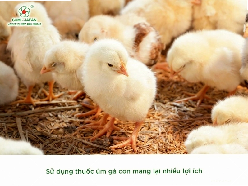 Sản phẩm Sumi Japan hỗ trợ tiêu hóa cho gà con