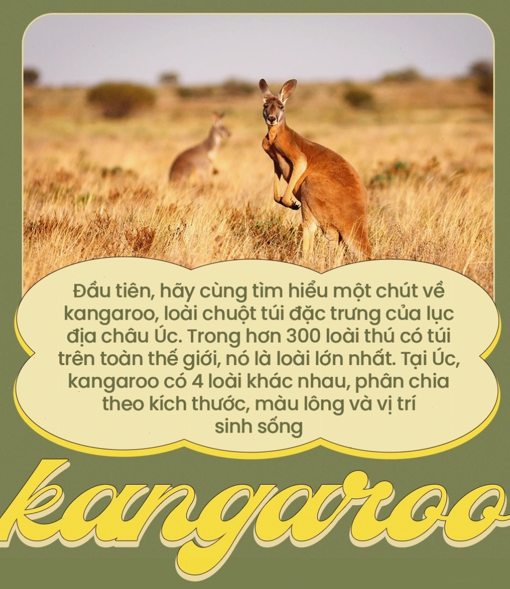 So găng cùng chuột túi, con người liệu có cơ hội chiến thắng?