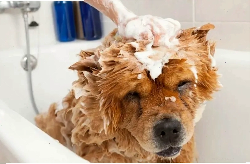 Spa cho mèo quận 2 - Dịch vụ chăm sóc chuyên nghiệp