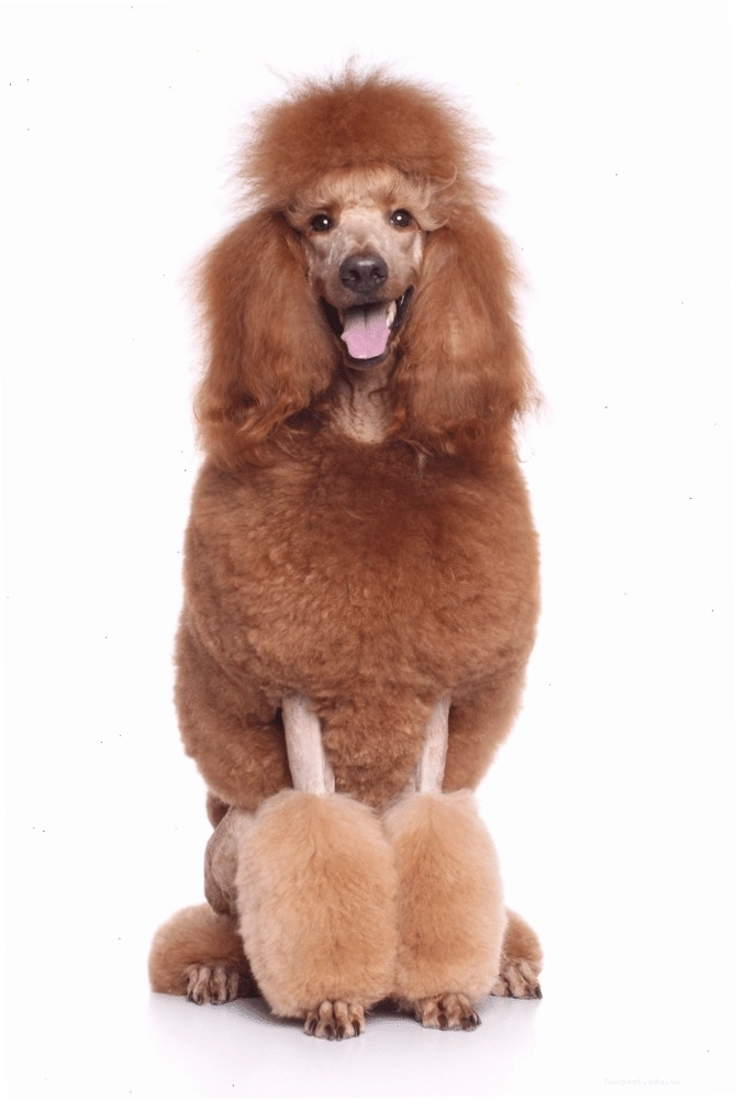 Standard Poodle chó Poodle Hoàng gia