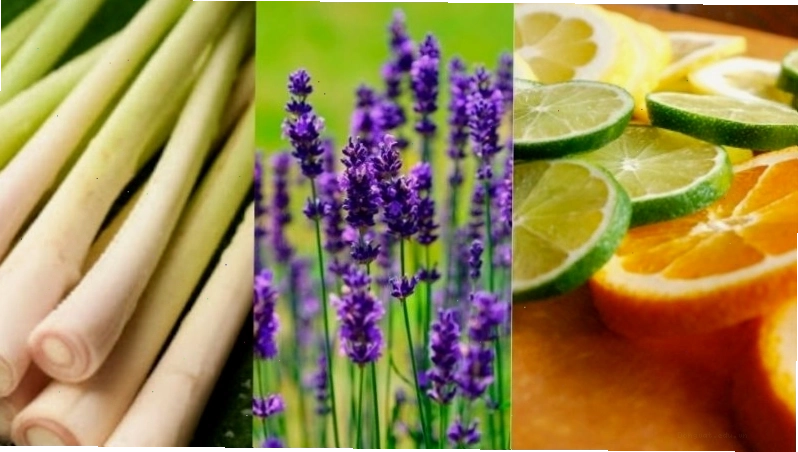 Sử dụng các mùi hương từ sả, cam, chanh, oải hương giúp xua đuổi mèo hoang, mèo ị bậy hiệu quả