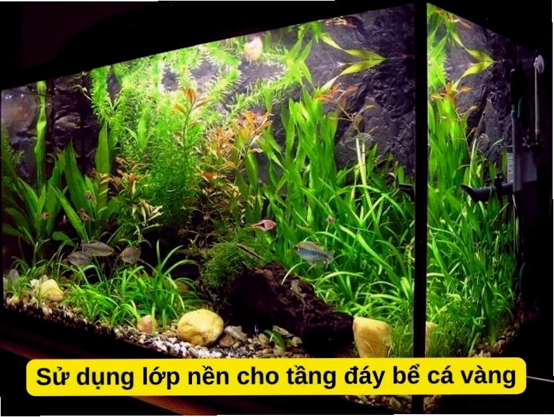 Sử dụng lớp nền cho tầng đáy bể cá vàng