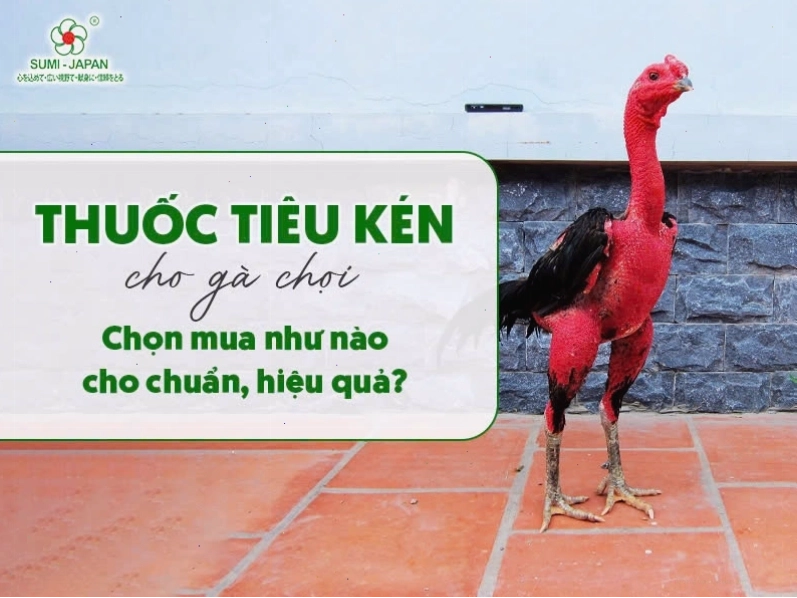 Sử dụng thuốc tiêu kéN cho gà chọi