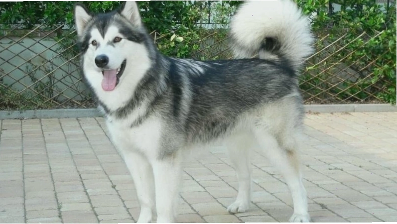 Sự khác biệt về kích thước giữa các phân loại chó Alaska