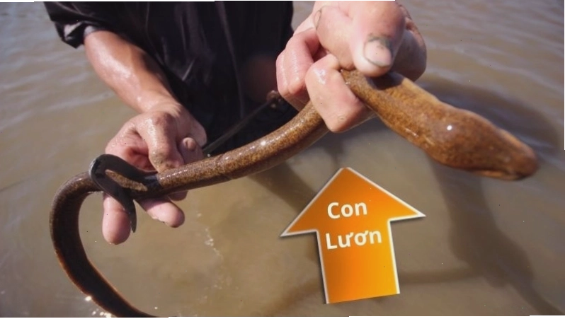 Sự khác biệt về môi trường sống giữa con lịch và con lươn