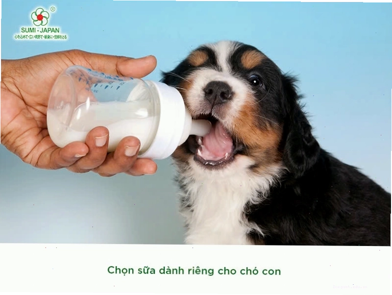 Sữa công thức cho chó con