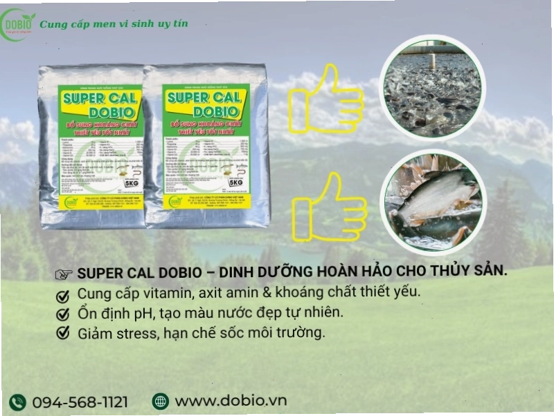 Super Cal Dobio cung cấp khoáng chất cần thiết cho ao nuôi tôm